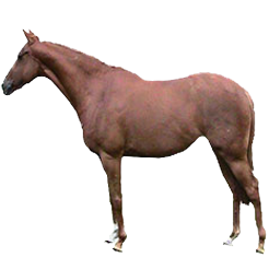 American Walking Pony